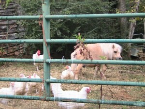 chickens-n-pumpkin