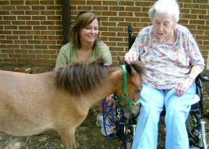 Cole (miniature horse)