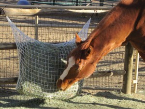 Think twice before you take that hay away! | Photo courtesy of EQUUS
