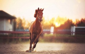 Horse-Running-detox