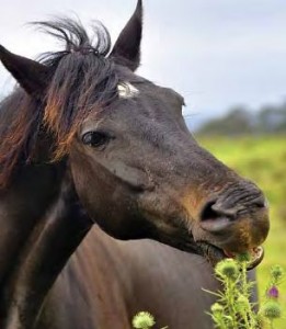 herbs-horse